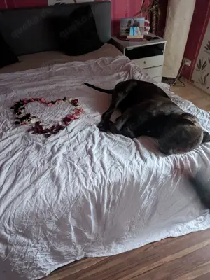 Biete meine old english Bulldogge zum Decken an 