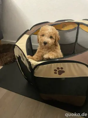 Goldendoodle Welpe (Rüde)