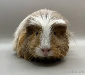 verdchiene meerschweinchen weibchen