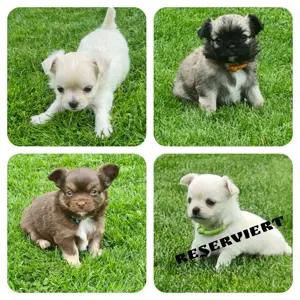  Reinrassige Chihuahua LH Hündinnen und Rüde 