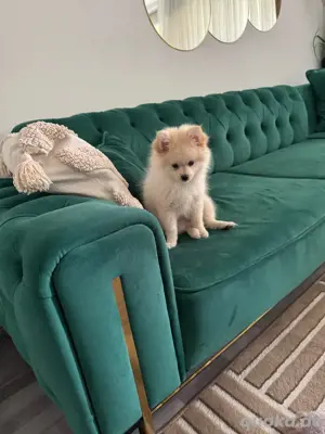 Wunderschöne Pomeranian Deutscher Zwergspitz  zu verkaufen