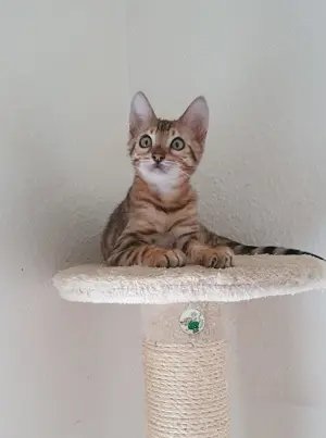 Kleine süßer Bengal Kater 