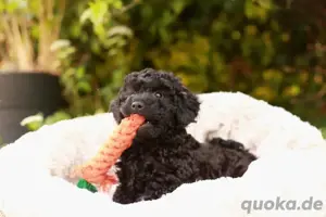 Toy Zwergpudel Hündin