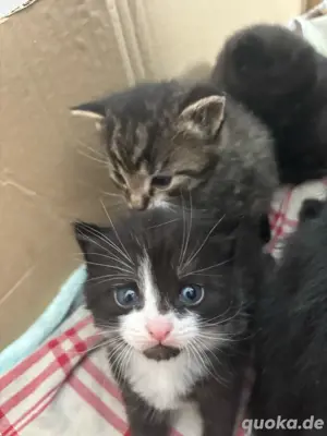 Babykatze,Babykater