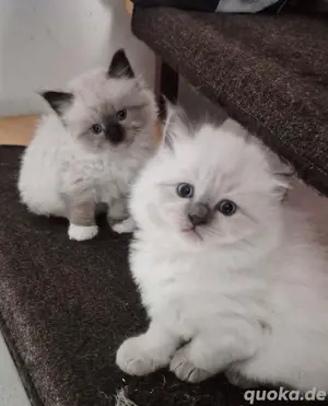 RagdollSiam Kitten Kätzchen 