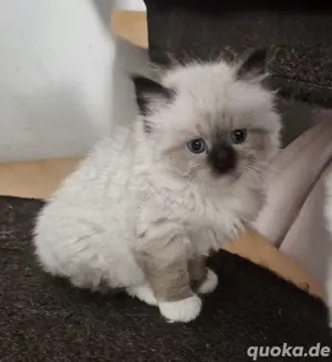 RagdollSiam Kitten Kätzchen 
