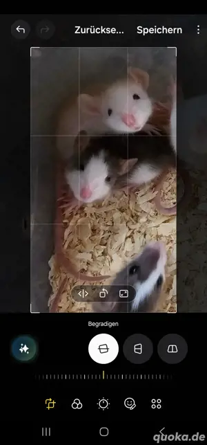 Ratten Farbratten Böcke männlich Männchen, 9 Wochen alt