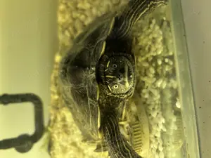 Mississippi Schildkröte zu Verschenken