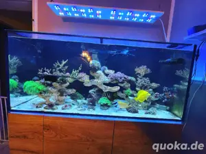 meerwasser aquarium auflösung nur noch technik vorhanden 