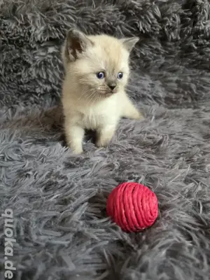 Bkh Kitten