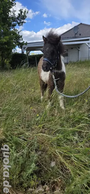 Shetty Hengst sucht ein neues Zuhause 