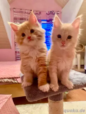 Maine Coon Kitten XXL