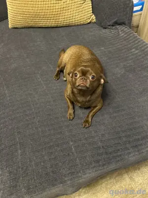 Gesunder lebhafter Chihuahua wegen gesundheitlichen Grüden in gute Hände zu verkaufen