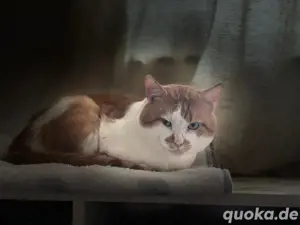 Senior Kater