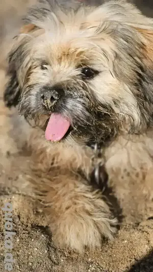 Jago 1   Jahre sucht neues Zuhause