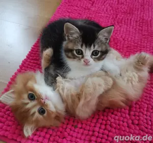 Wunderschöne Kitten Babies BKH Stammbaum Britisch Langhaar 