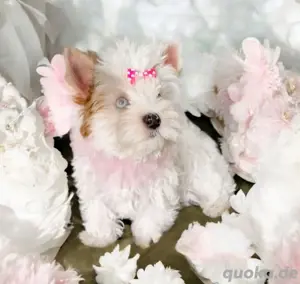 Exklusives Mädchen Diamond Blueberry Yorkshire Terrier
