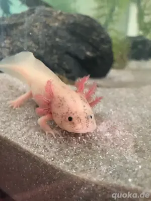 Vier Axolotl suchen gutes Zuhause