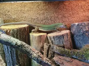 Timon tangitanus Weibchen