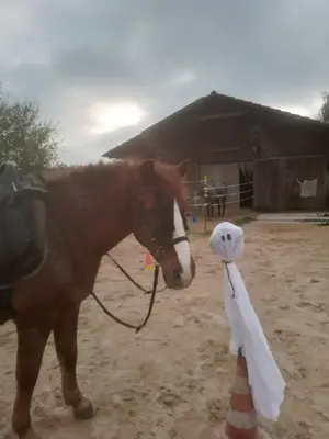 Einstellplatz fúr Pferd