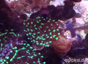 Euphyllia Toxic 