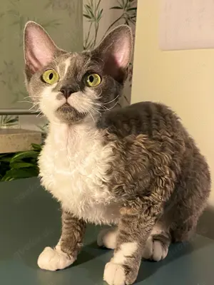 Devon Rex Katze   Weiblich, stubenrein