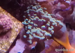 Euphyllia Golden Nugget