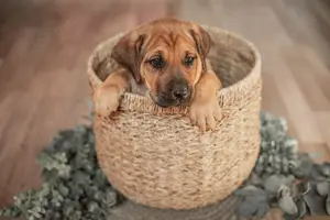 Welpen Großer Schweizer Sennenhund x Rhodesian Ridgeback