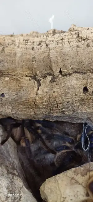 Monocentropus balfouri Männchen