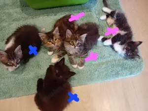 XXL Maine Coon Kitten Mädels u jungs