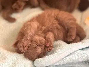 BKH Kitten