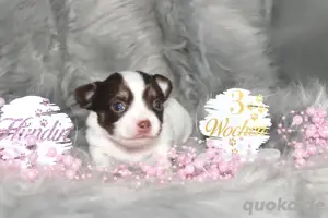 Chihuahua Welpen mit Ahnentafel