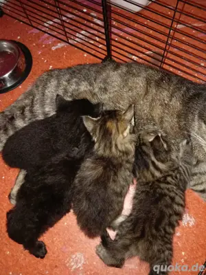 Kätzchen Kitten