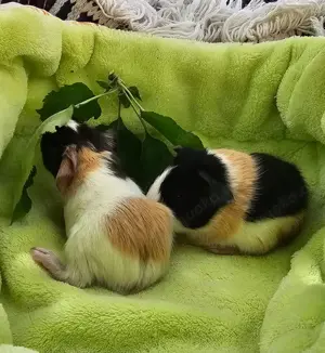 Knuffige Meerschweinchen und Meerschweinchen Kastrate 