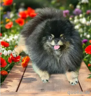 Pomeranian zwergspitz Deckrüde 