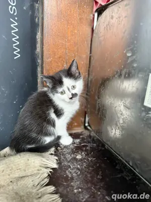 EKH, hübsches Kitten sucht ein neues Zuhause 