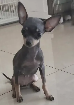 russkiy toy blue tan 