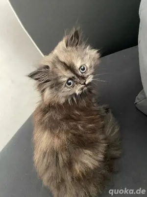 kitten suchen ein zuhause 