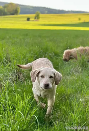 Labrador Retriever Hündin 6 Monate jung 