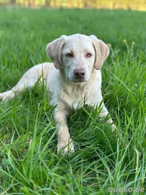 Labrador Retriever Hündin 6 Monate jung 