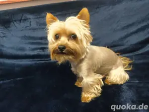    Yorkshire Terrier Deckrüde   Ocean Pearl   