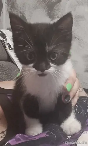 katzenmädchen