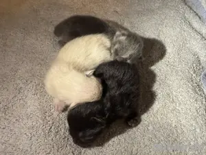 BLH Kitten   Katzenbabys abzugeben