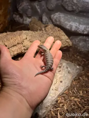 0.0.13 Teliqua scincoides chimaera  Sunda Blauzungenskink