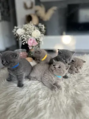 5 Britisch Kurzhaar Kitten suchen ein liebevolles Zuhause