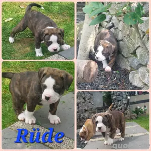 Oeb-Alba-Bulldoggen 