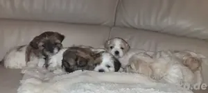 Shih-Tzu Welpen 