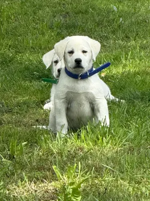 Weisse Labradorwelpen zu verkaufen 