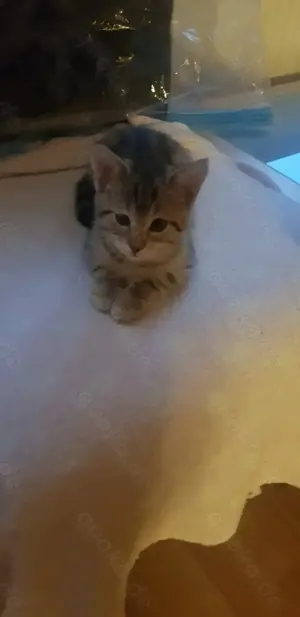 Mischling katzenbabys 