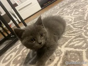 bkh kitten (w) 